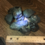 Bulk Blue Flame Coal (Nut)
