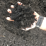 Midnite Black Mulch – Bulk
